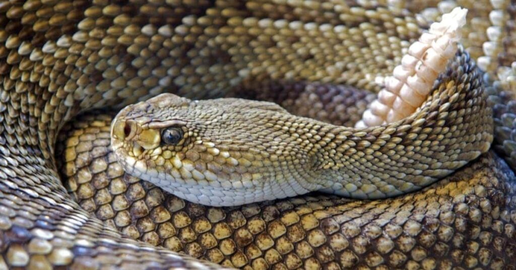 Rattlesnake Symbolism Origins