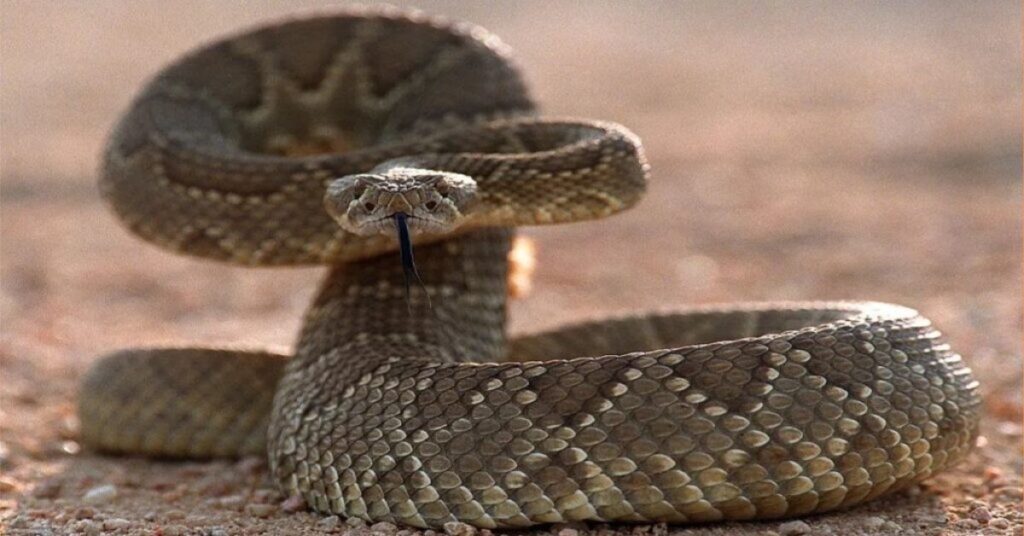 Rattlesnake Symbolism: Power And Protection