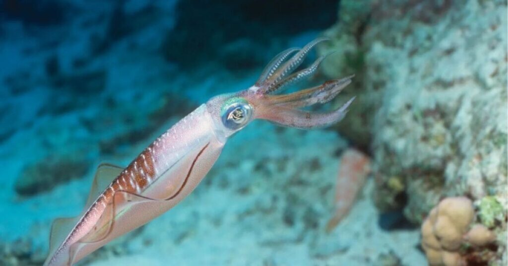 Squid Power Animal