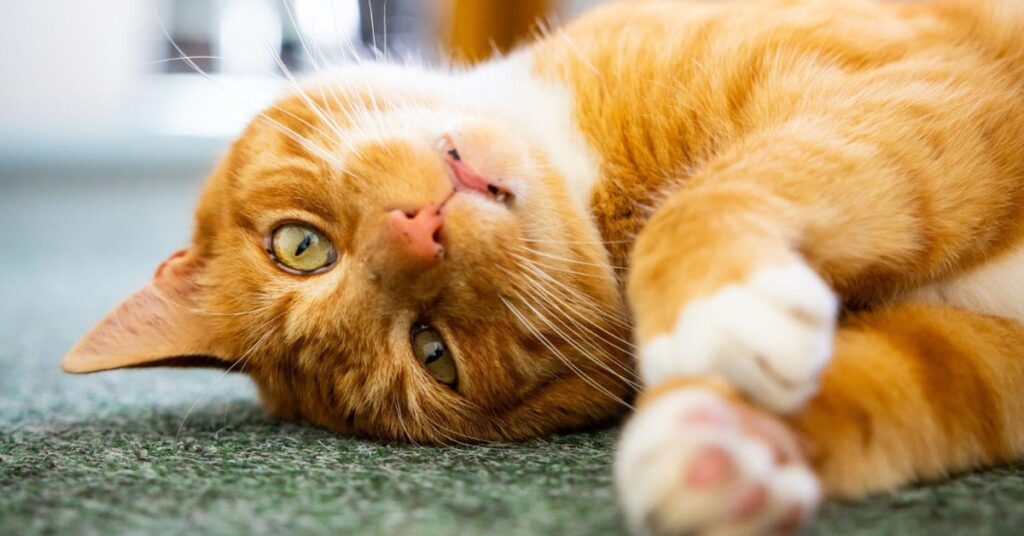 Cat Symbolism