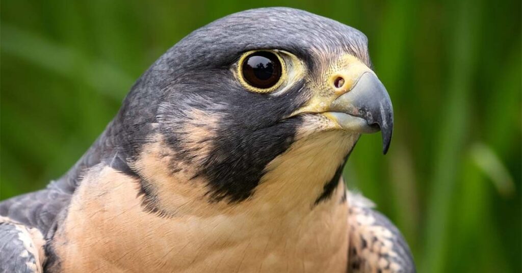 Falcon Dream Interpretation